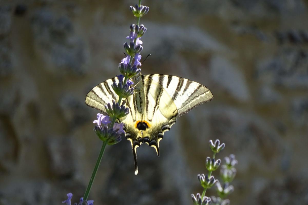 K1600DSC01603-Kopie